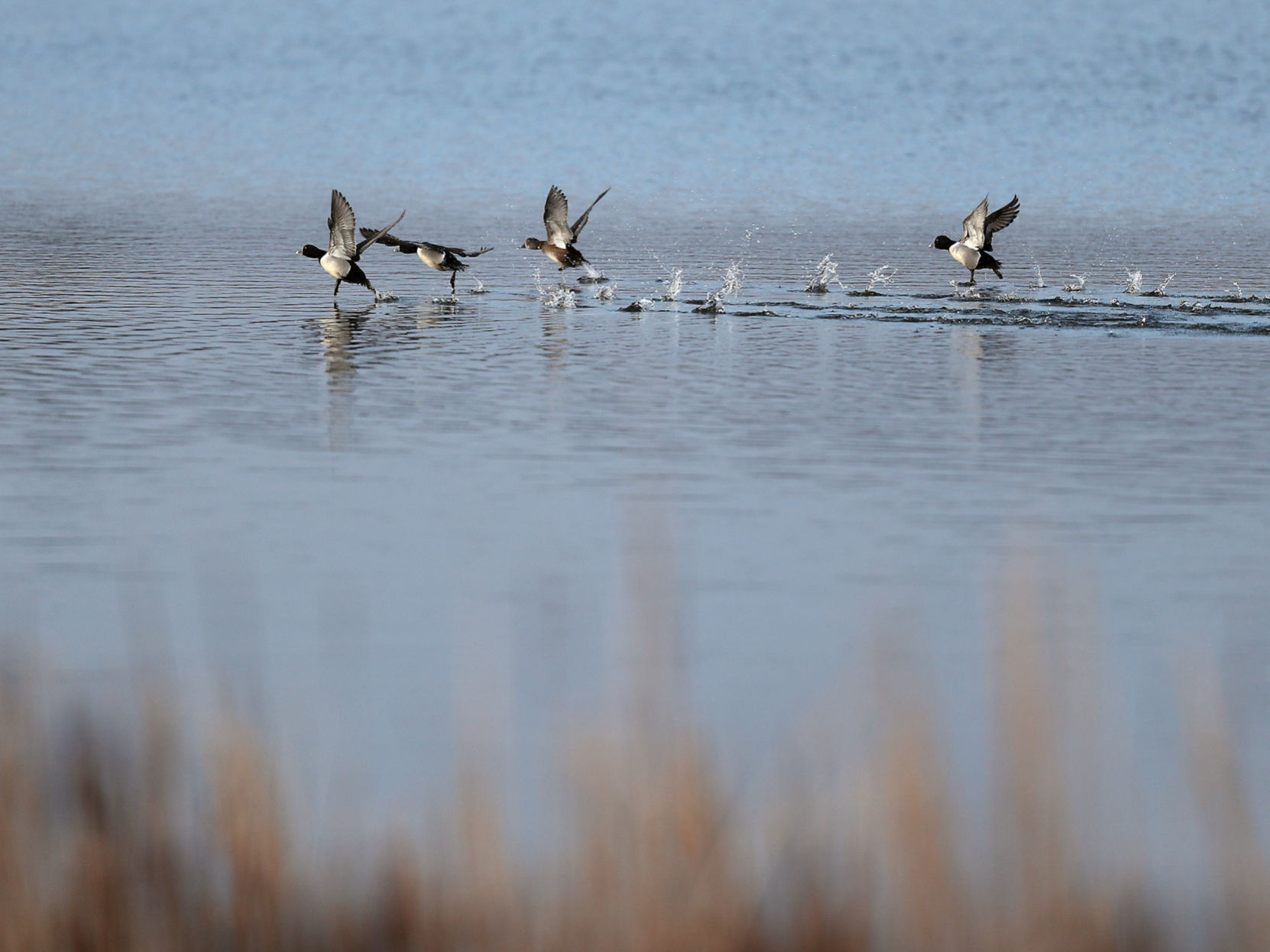 032120bp-wild-art-sweet-marsh-08
